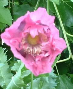 Image hosted by Photobucket.com